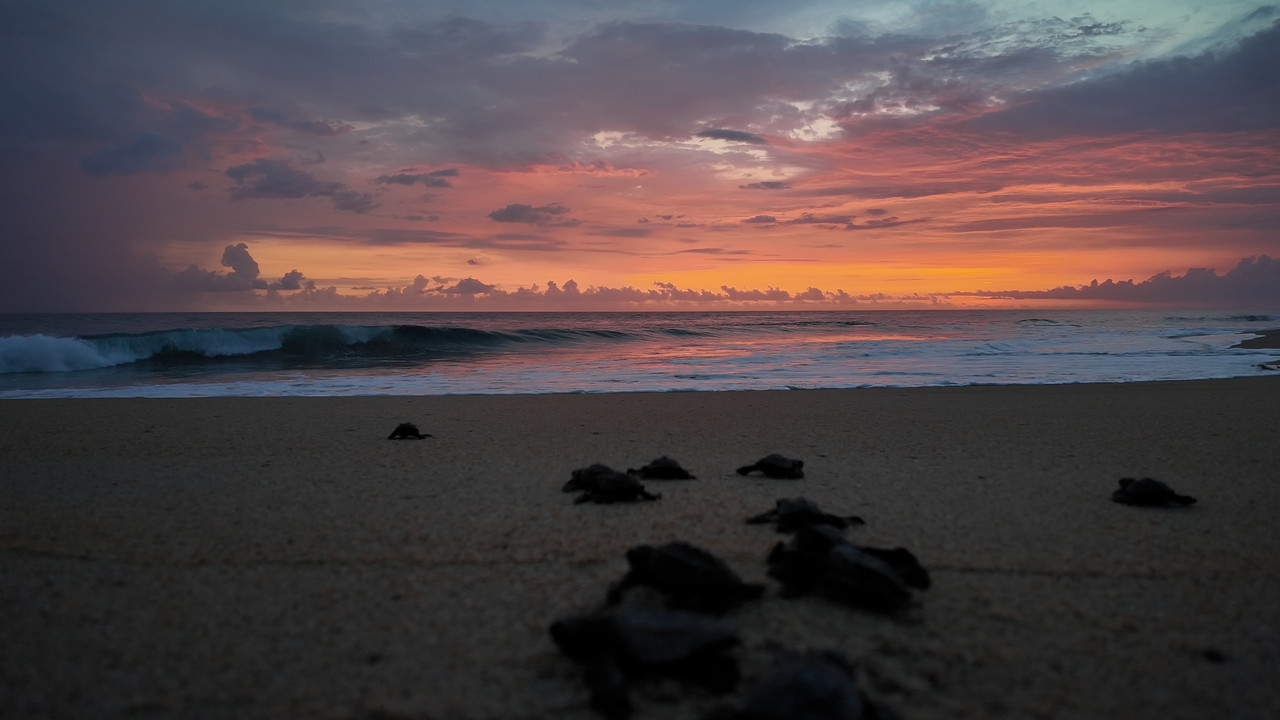 Return: Saving Turtles Movie Screenshot 2